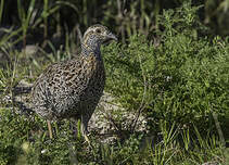 Francolin à ailes grises