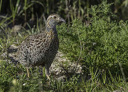 Grey-winged Francolin