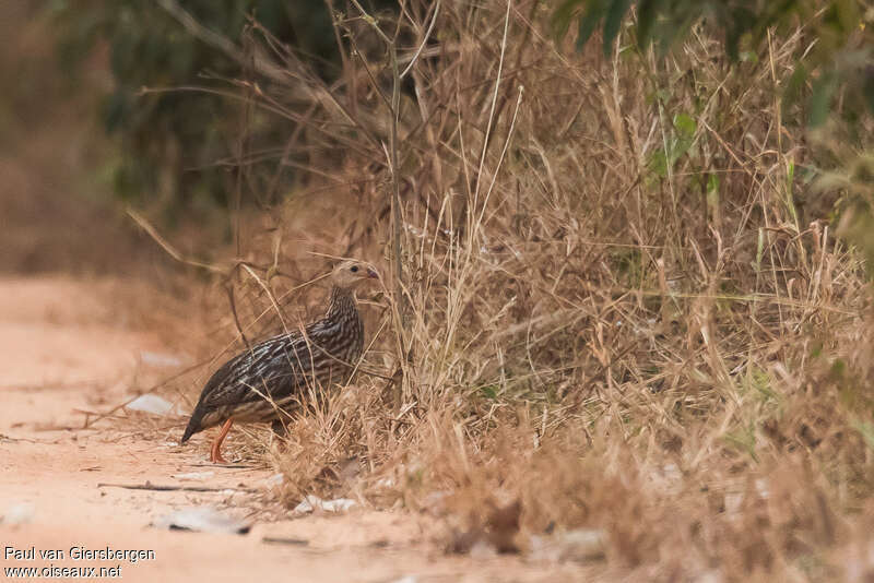 Francolin à bandes grises