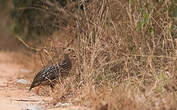 Francolin à bandes grises