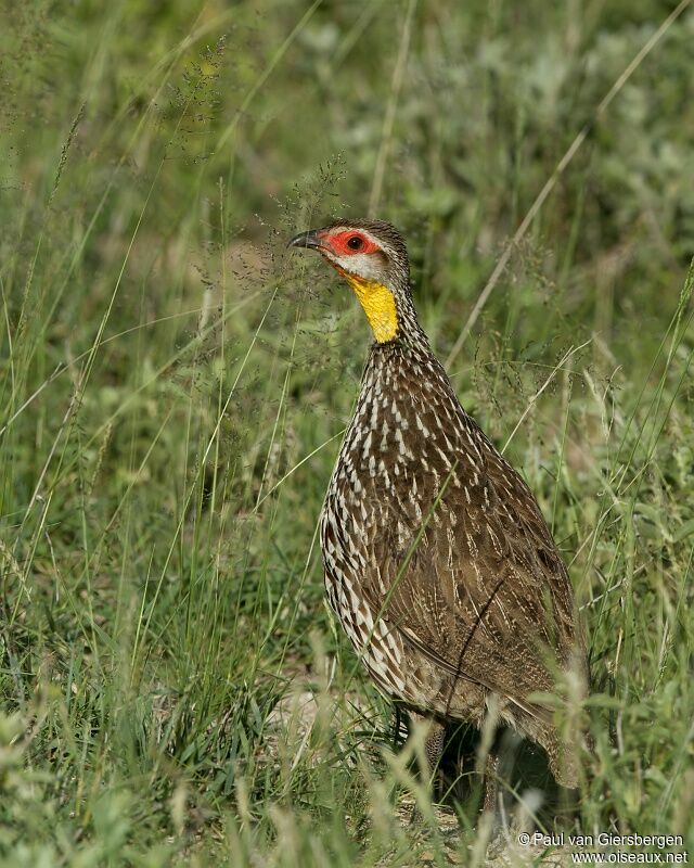 Francolin à cou jauneadulte