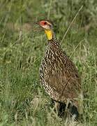 Yellow-necked Spurfowl