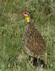 Francolin à cou jaune