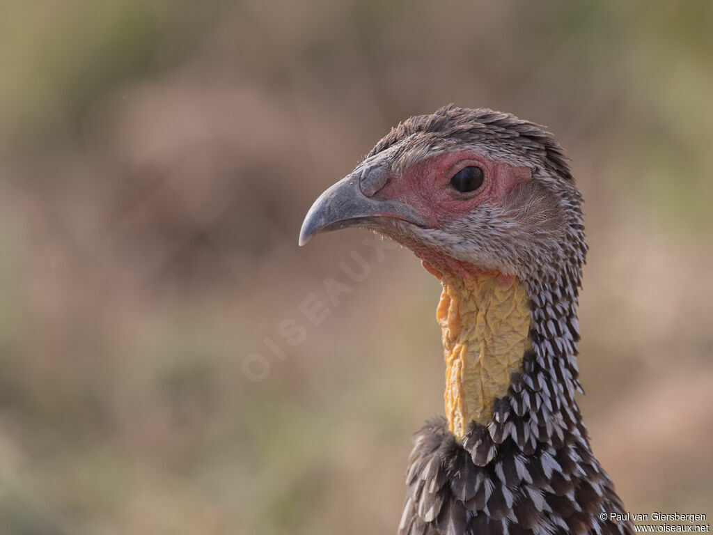 Francolin à cou jauneadulte