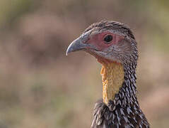 Francolin à cou jaune