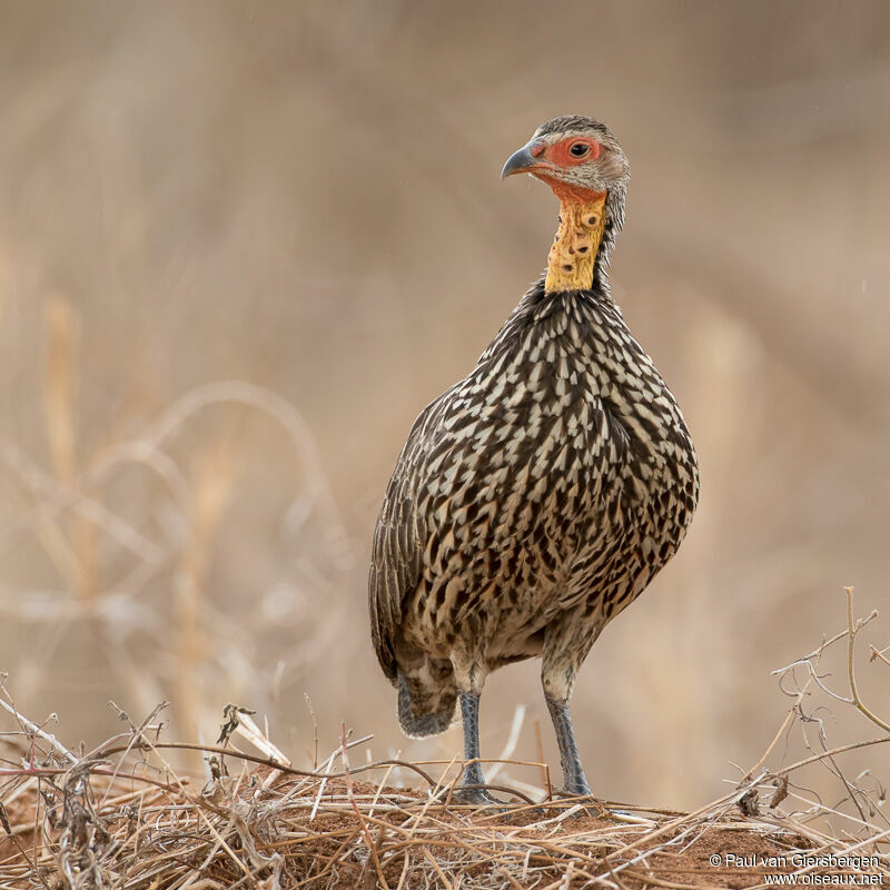 Francolin à cou jauneadulte