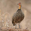 Francolin à cou jaune