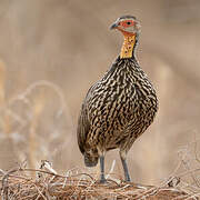 Yellow-necked Spurfowl