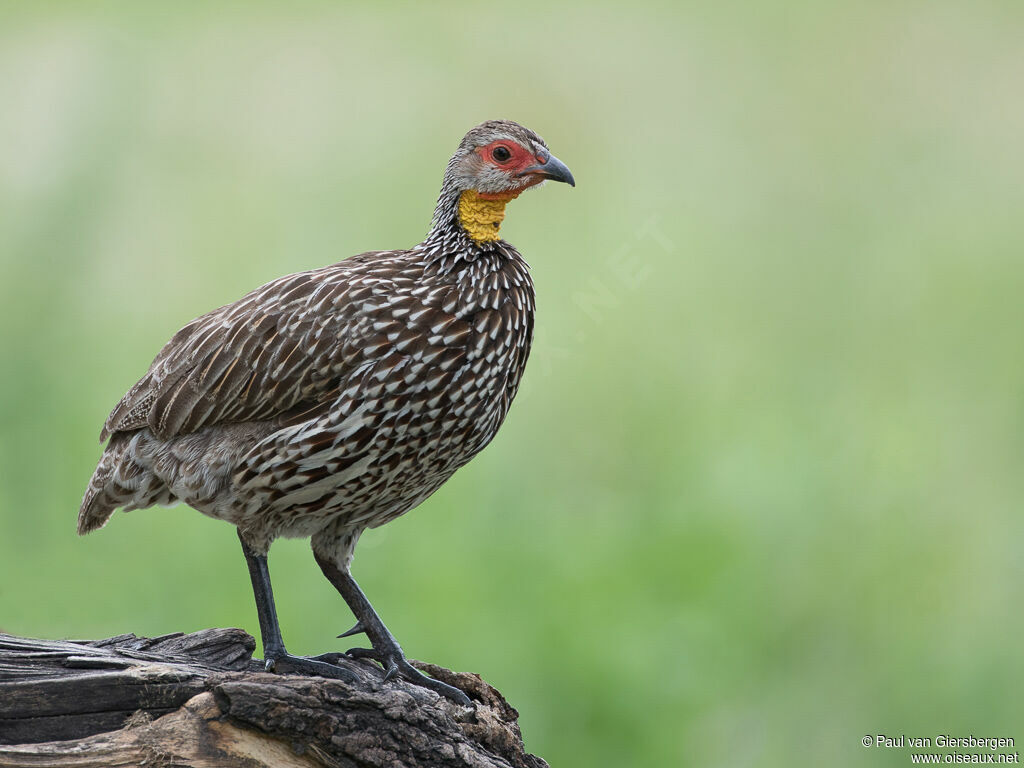 Francolin à cou jauneadulte