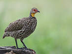 Francolin à cou jaune