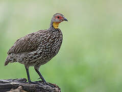 Yellow-necked Spurfowl