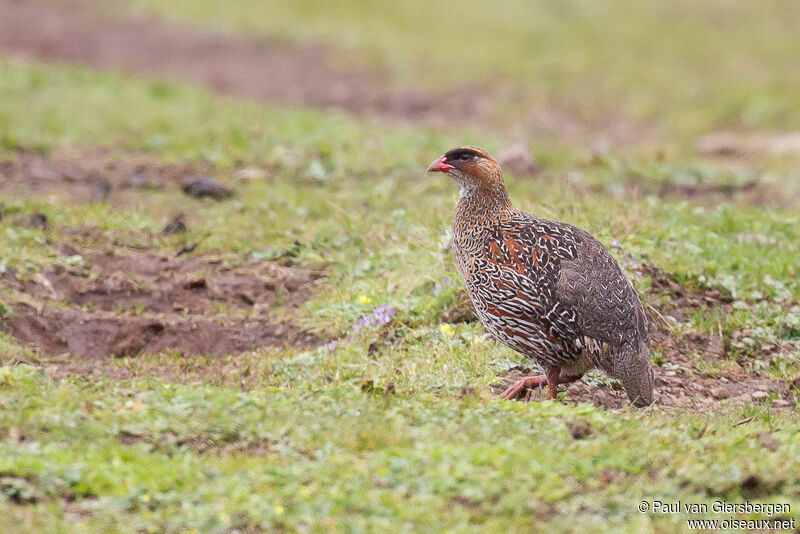 Chestnut-naped Francolin