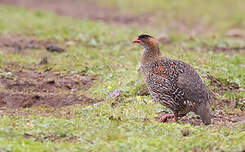 Francolin à cou roux