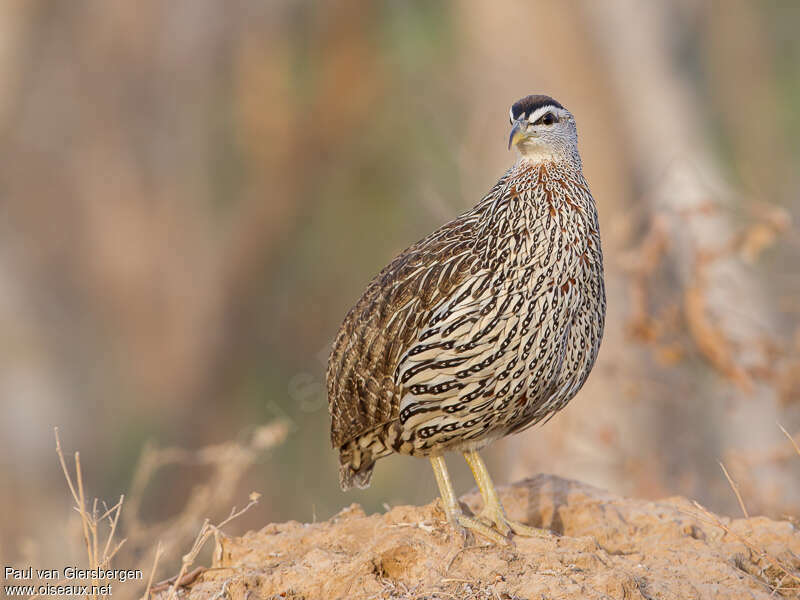 Francolin à double éperonadulte, composition, pigmentation