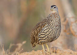 Double-spurred Spurfowl