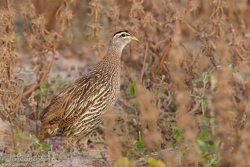 Double-spurred Francolinadult, habitat