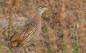 Double-spurred Francolin