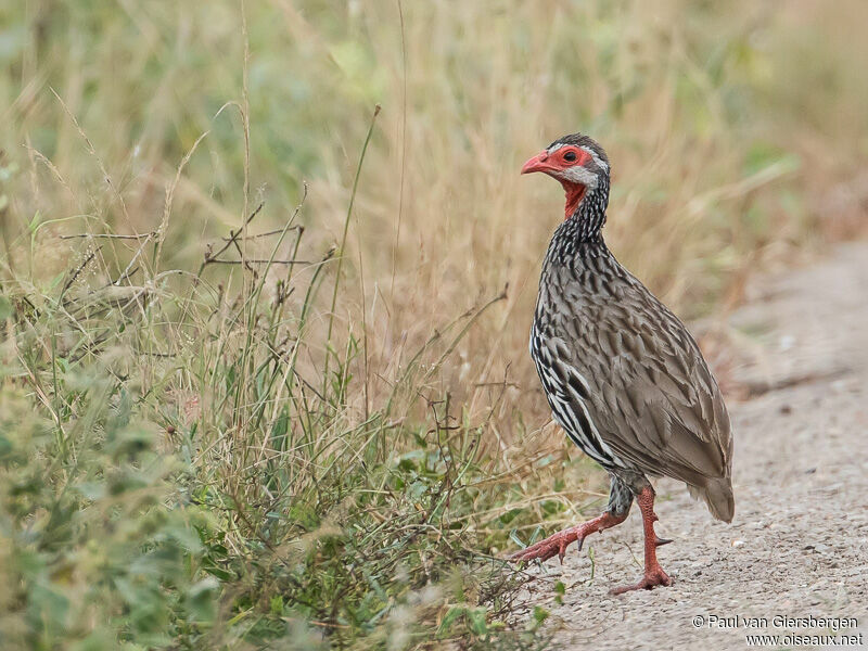 Red-necked Spurfowl