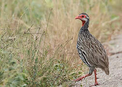 Red-necked Spurfowl