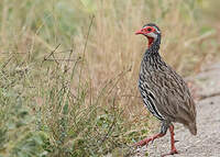 Francolin à gorge rouge