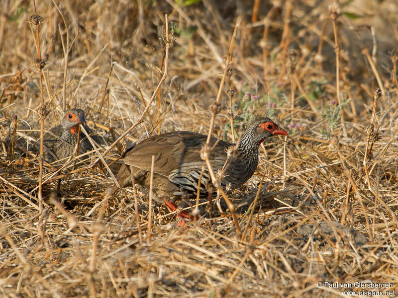 Red-necked Spurfowl