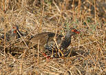 Francolin à gorge rouge