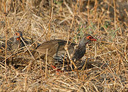 Red-necked Spurfowl