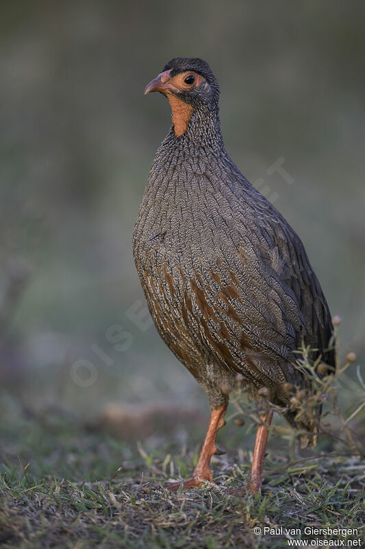 Francolin à gorge rougeadulte