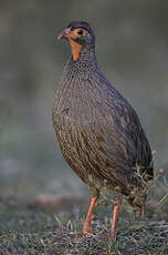 Francolin à gorge rouge