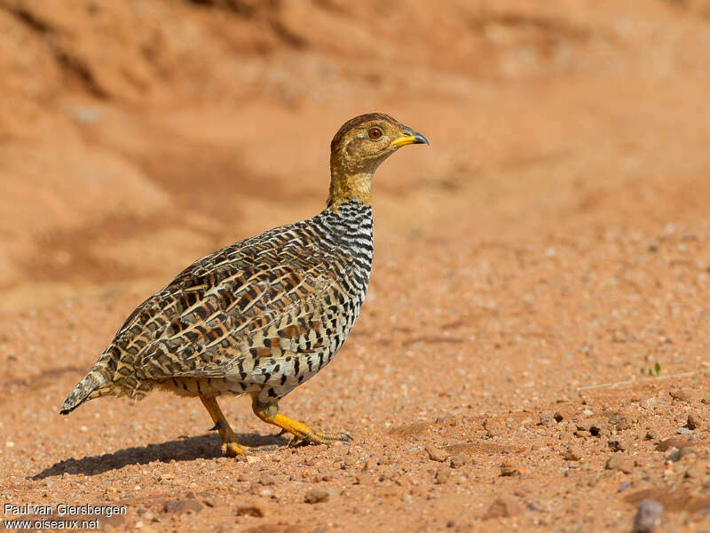 Coqui Francolin male adult, identification