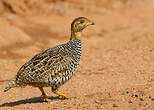 Francolin coqui