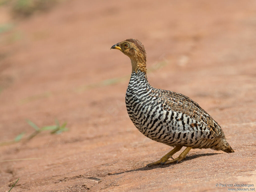 Francolin coquiadulte