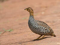 Francolin coqui