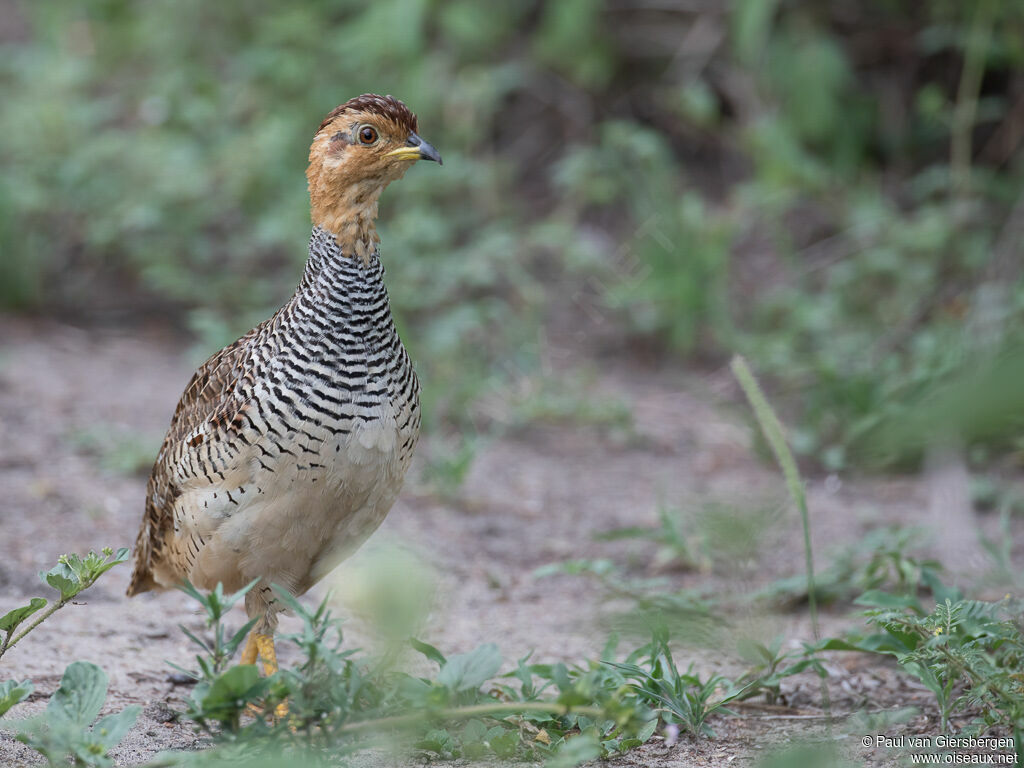 Coqui Francolin male adult