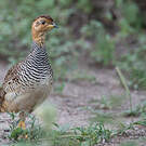 Francolin coqui