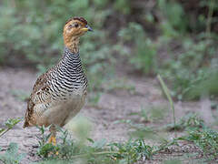 Coqui Francolin