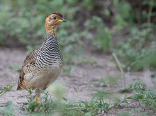 Francolin coqui