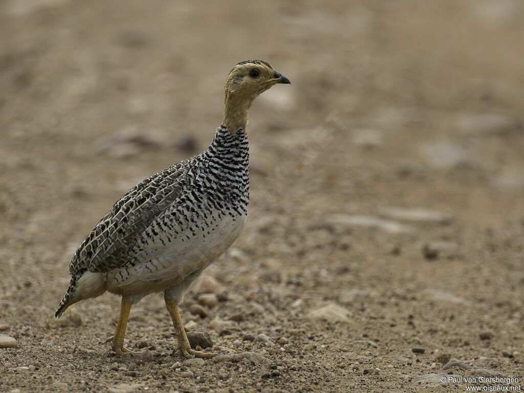 Coqui Francolin male adult