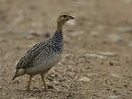 Francolin coqui