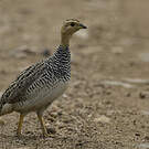Francolin coqui