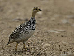 Coqui Francolin