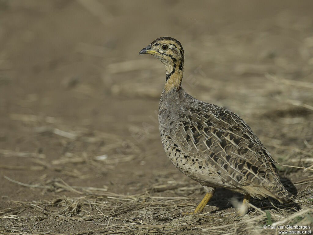 Francolin coqui femelle adulte