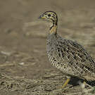 Francolin coqui