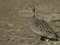 Francolin coqui