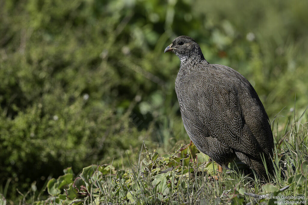 Francolin criardadulte