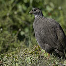 Francolin criard