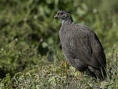 Cape Spurfowl