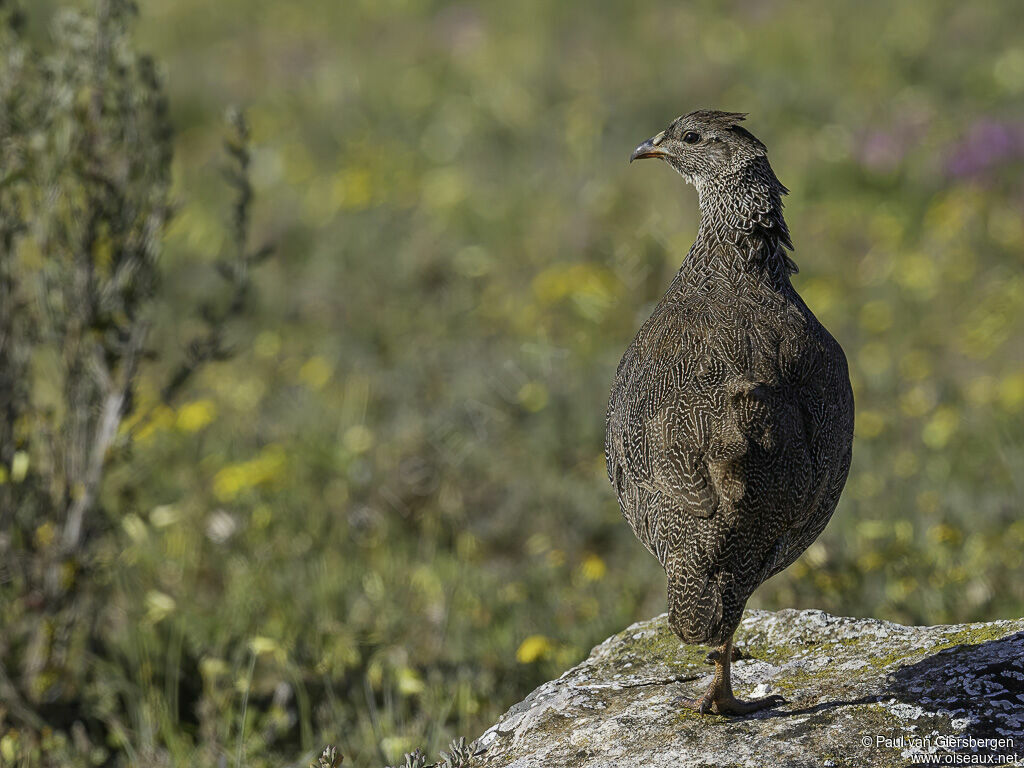 Cape Spurfowladult