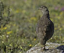 Francolin criard