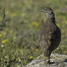 Francolin criard